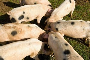 Gloucester old spot pigs huddled together eating