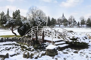 Snow frosty garden